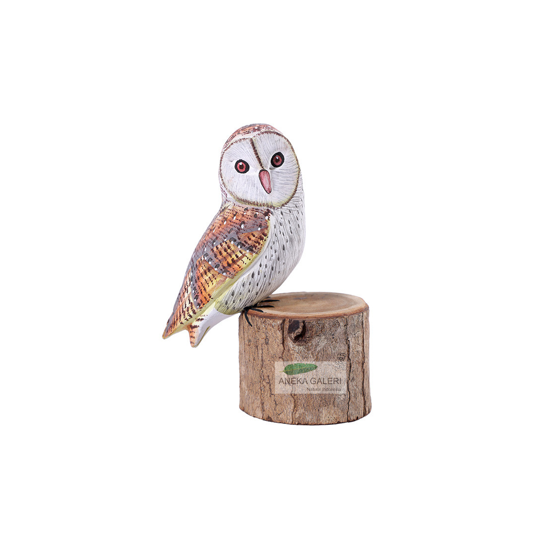  Barn Owl  