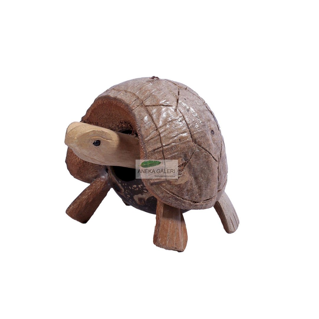 Coconut Turtle Head Moving